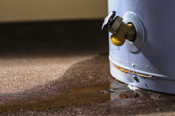 Best Professional water damage repair  in Roxana, IL