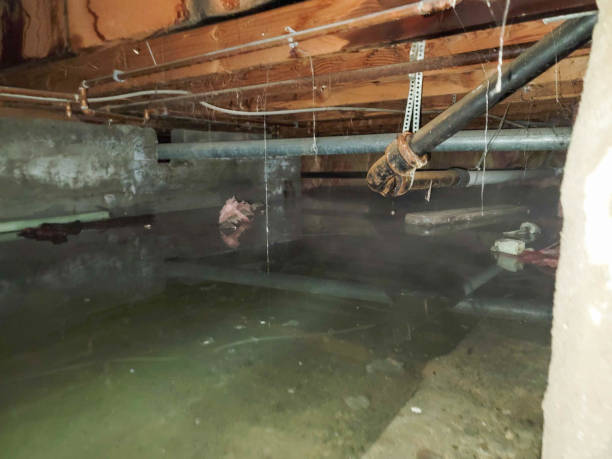 Best Water damage contractors near me  in Roxana, IL