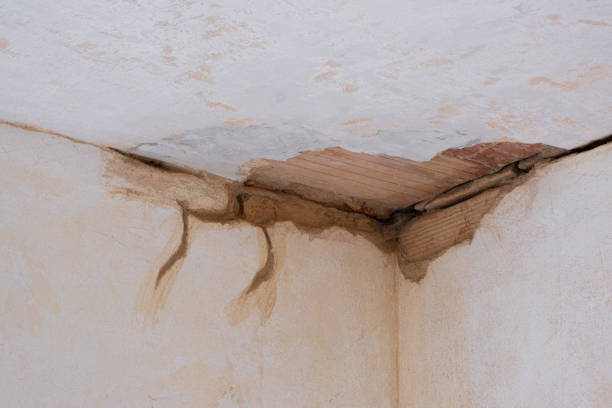 Best Carpet water damage restoration  in Roxana, IL