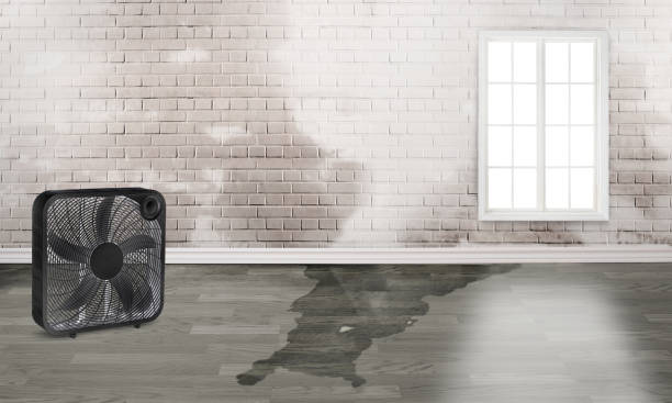 Professional Water damage restoration in Roxana, IL